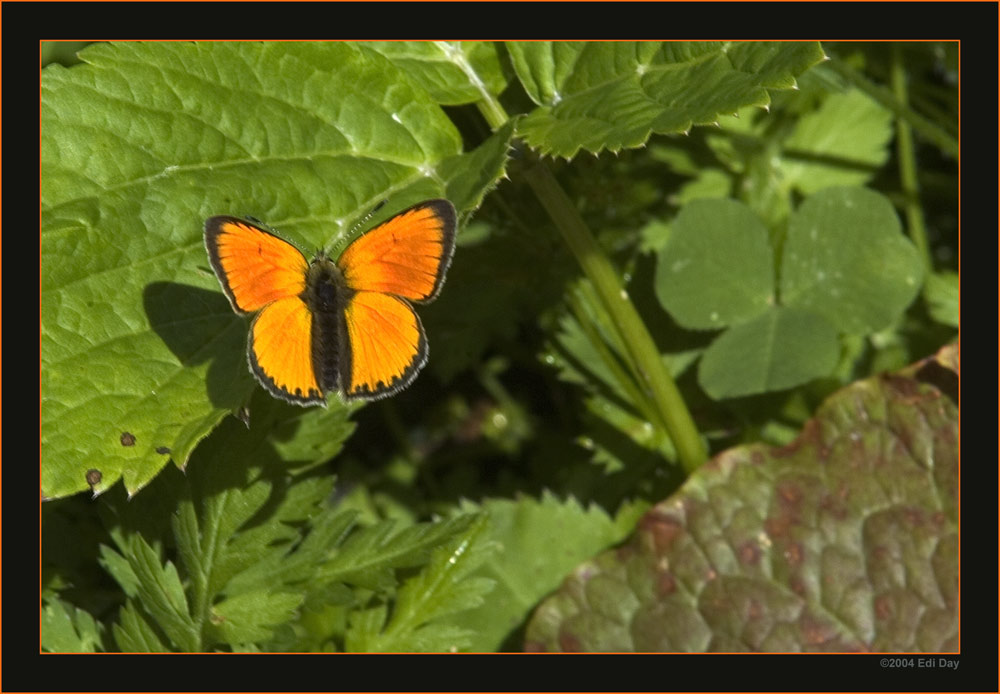 Grosser Feuerfalter
Lycaena dispar, gesehen im Val d'Annivier, Wallis
Schlüsselwörter: Val d'Anniviers, Wallis, Schmetterling