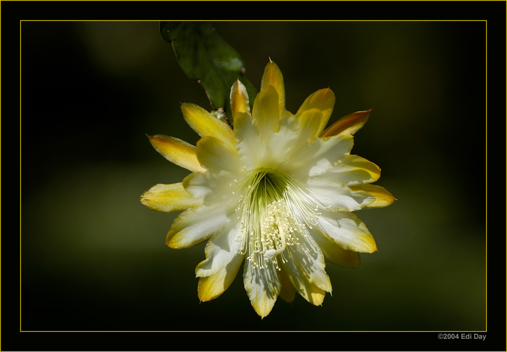 Phyllocactus 'Jaundice'
Epiphyllum Hybride
Schlüsselwörter: Kaktus, epiphytisch, Jaundice, Phyllocactus
