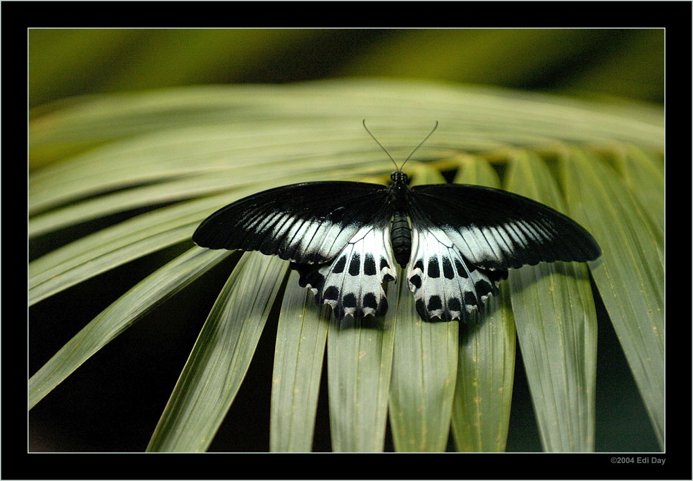 Tropischer Schmetterling
im Regenwaldhaus Berggarten Hannover
