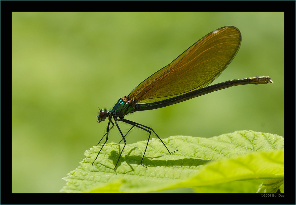 Prachtlibelle
Schlüsselwörter: Calopteryx virgo, Prachtlibelle