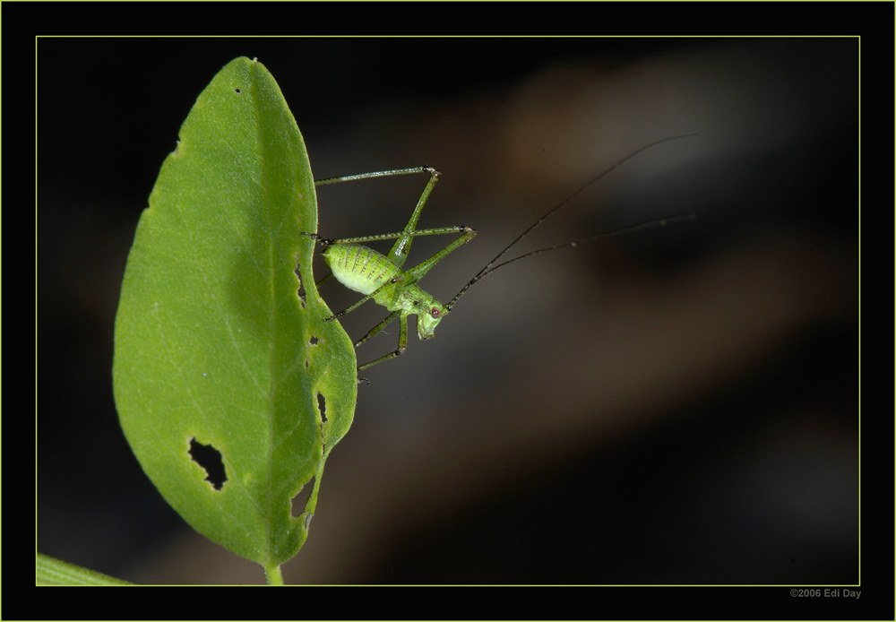 Punktierte Zartschrecke
Schlüsselwörter: Punktierte Zartschrecke, Leptophyes punctatissima
