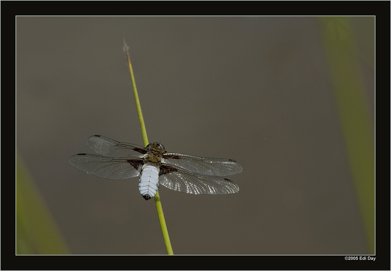 Plattbauch
Familie der Segellibellen (Libellulidae)-Unterordnung der Grosslibellen (Anisoptera)
Schlüsselwörter: Plattbauch, Libellula depressa, Bochum