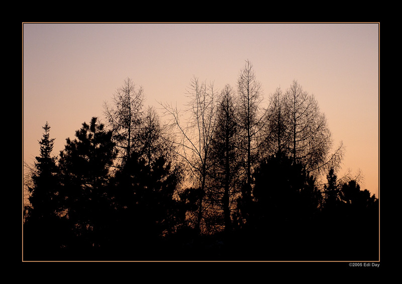 Scherenschnitt
könnte man fast meinen, bei dieser Winterstimmung gegen den Abendhimmel
