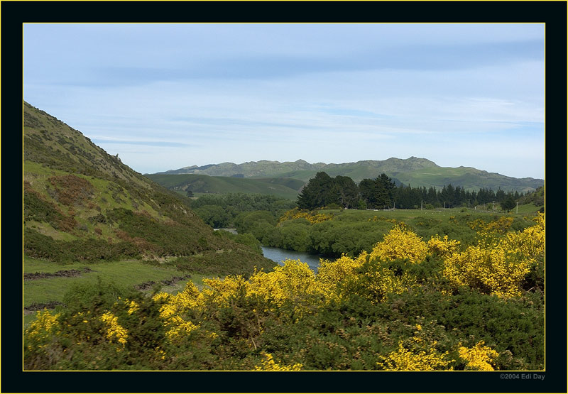 Unkraut
wie Unkraut wächst der von Europa eingeführte Ginster in Neuseeland. Durch das günstige Klima setzt die Pflanze zwei mal im Jahr Samen an und verbreitet sich rasant.
Schlüsselwörter: Neuseeland, Stechginster, Ginster