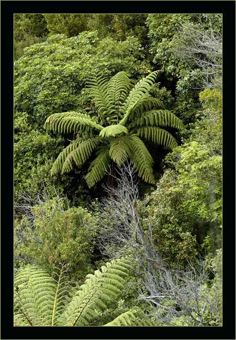 Baumfarn
In den Marlborosounds im äussersten Norden der Südinsel.
Schlüsselwörter: Baumfarn, Neuseeland, Marlboro Sounds