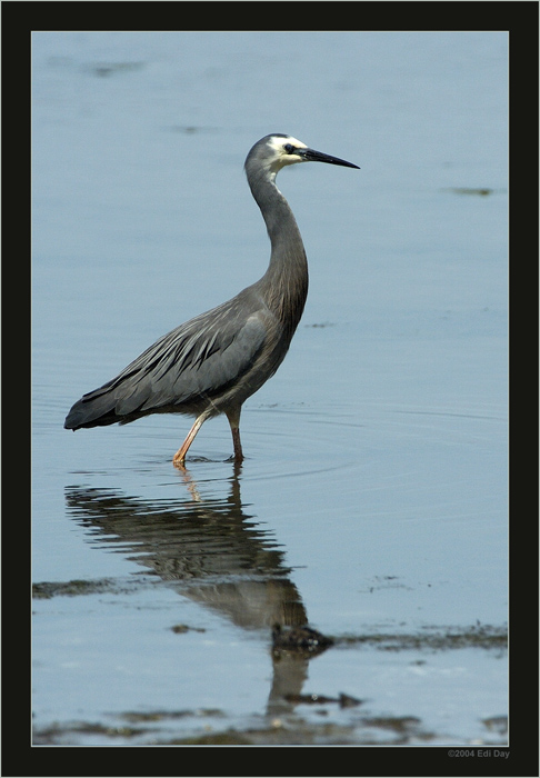 White Faced Heron
auf deutsch wohl Weissgesichtreiher, in Neuseeland relativ häufig anzutreffen
Schlüsselwörter: Neuseeland, White Faced Heron, Egretta novaehollandiae