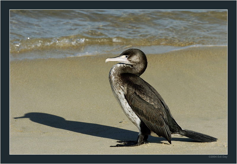 Kormoran
Aussergewöhnlich war wie zutraulich dieser sonst eher scheu Vogel in der Barkbay im Abel Tasman Nationalpark war.
Schlüsselwörter: Kormoran, Neuseeland, Abel Tasman Nationalpark, Barkbay