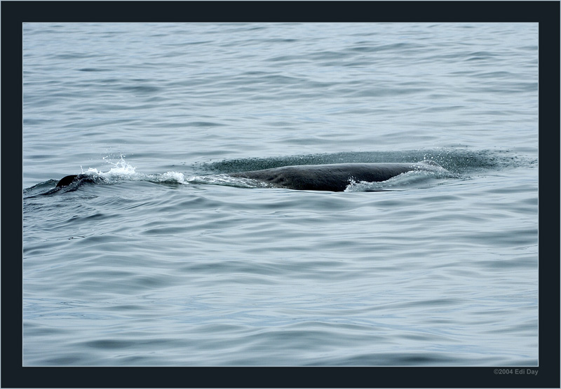 Mobby Dick
Zwar ist nur gerade die Rückenfinne und ein kleiner Teil des Kopfes sichtbar, den Rest muss man sich vorstellen. Es ist ein ca. 18 Meter langer Potwahl. Mehr darüber unter http://www.whalewatch.co.nz/sperm.htm. 
Schlüsselwörter: Neuseeland, Kaikura, Whalewatching, Potwahl, Sperm whale