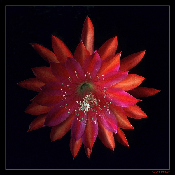 Stern von Erlau
Eine alte Vorkriegszüchtung von Curt Knebel aus Erlau.
Schlüsselwörter: Epiphyllum Hybride, Phyllokaktus, Phyllocactus, Stern von Erlau, Knebel, Curt Knebel