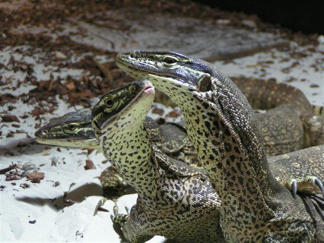 Freunde....
ob sie wohl Freundschaft schliessen werden? 
