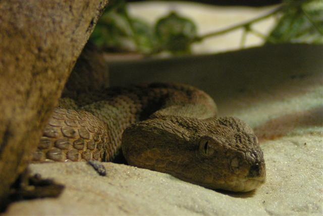 Auf der Lauer!
Es kann noch lange dauern, bis ich was zu essen kriege! 
