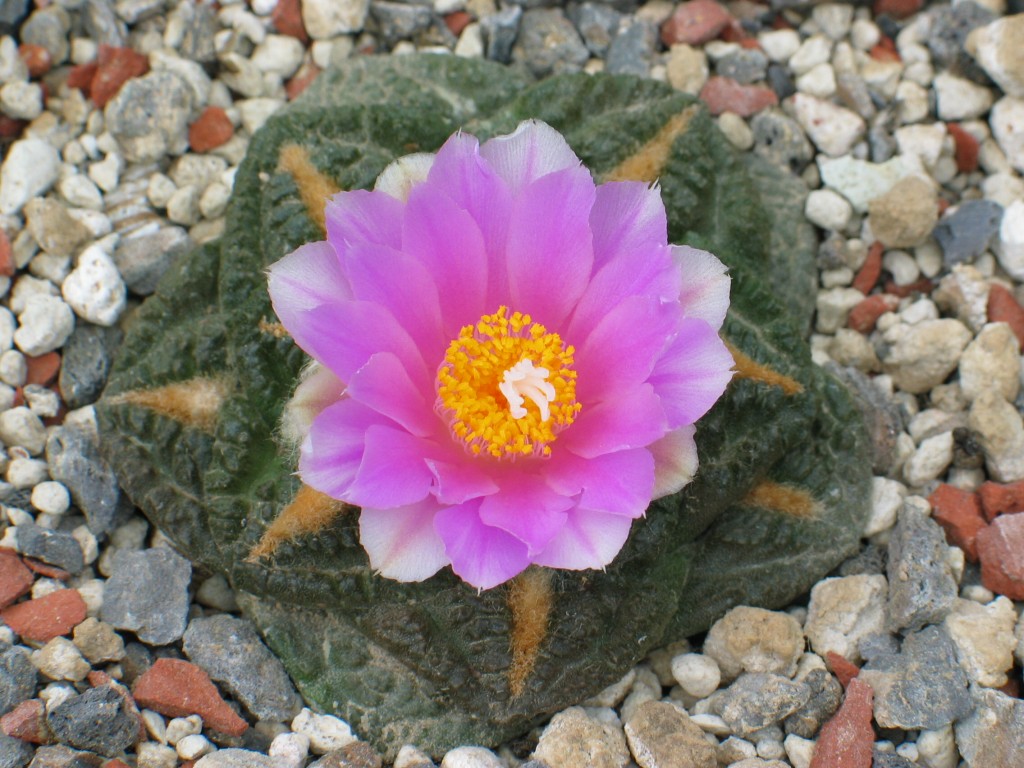 Ariocarpus fissuratus
Schlüsselwörter: Ariocarpus fissuratus