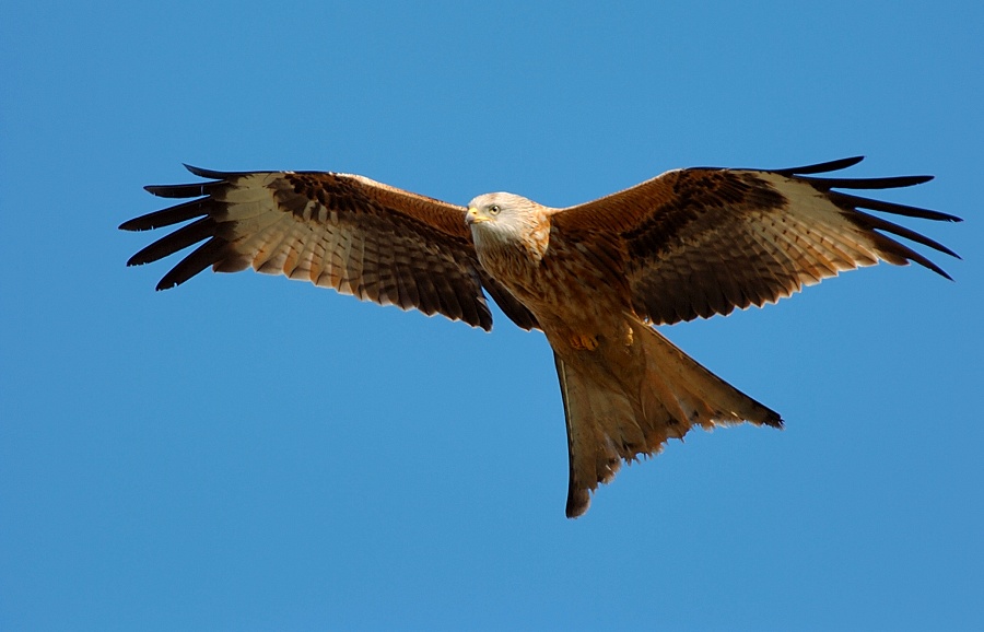 "Zu schade"
Um auf der Festplatte einfach so herum zu liegen. Somit wieder einmal ein Rotmilan Pic.

Schlüsselwörter: Rotmilan,Greifvögel,Fliegen,Lüfte,Raubvogel