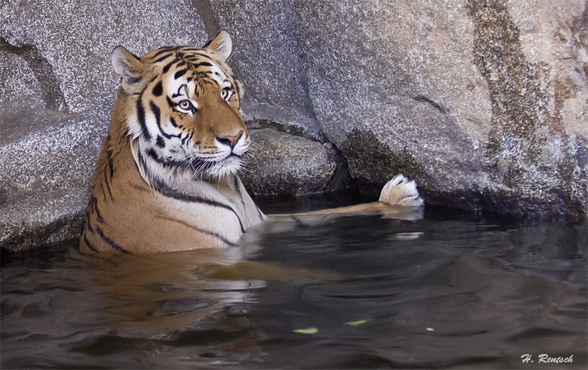 Tiger geniesst das Wasser
Schlüsselwörter: Tiger, Tierpark Friedrichsfelde, Berlin