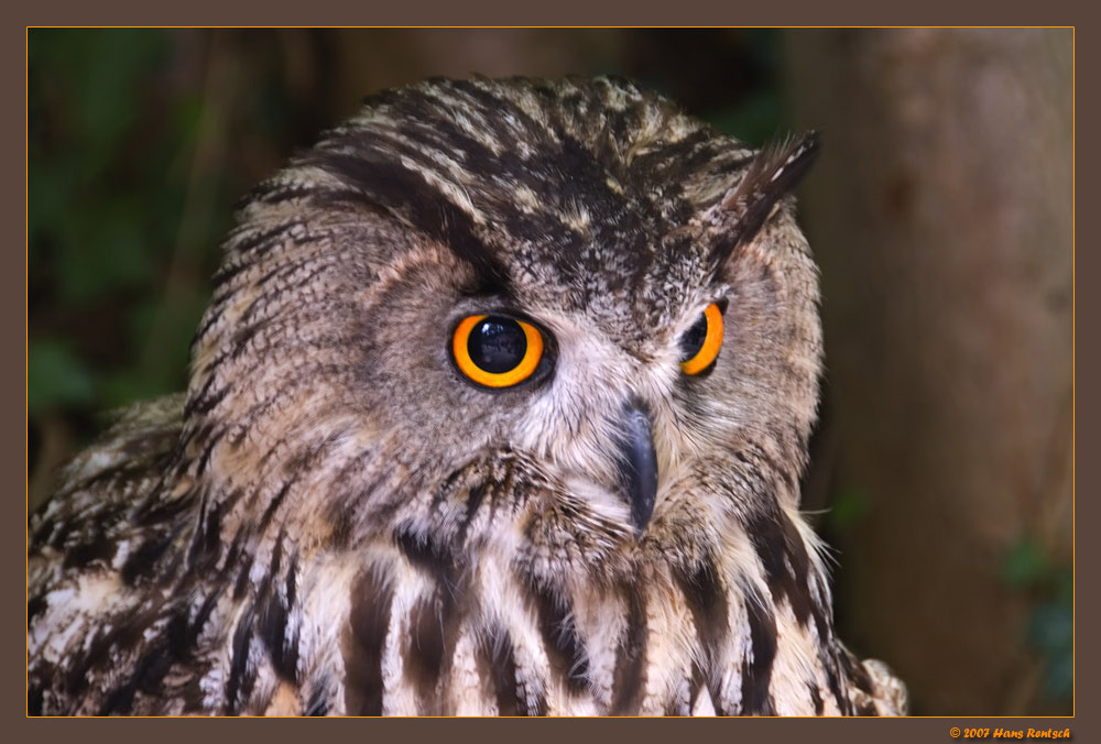Aufmerksamer Uhu
Schlüsselwörter: Uhu, La Voliere des Aigles