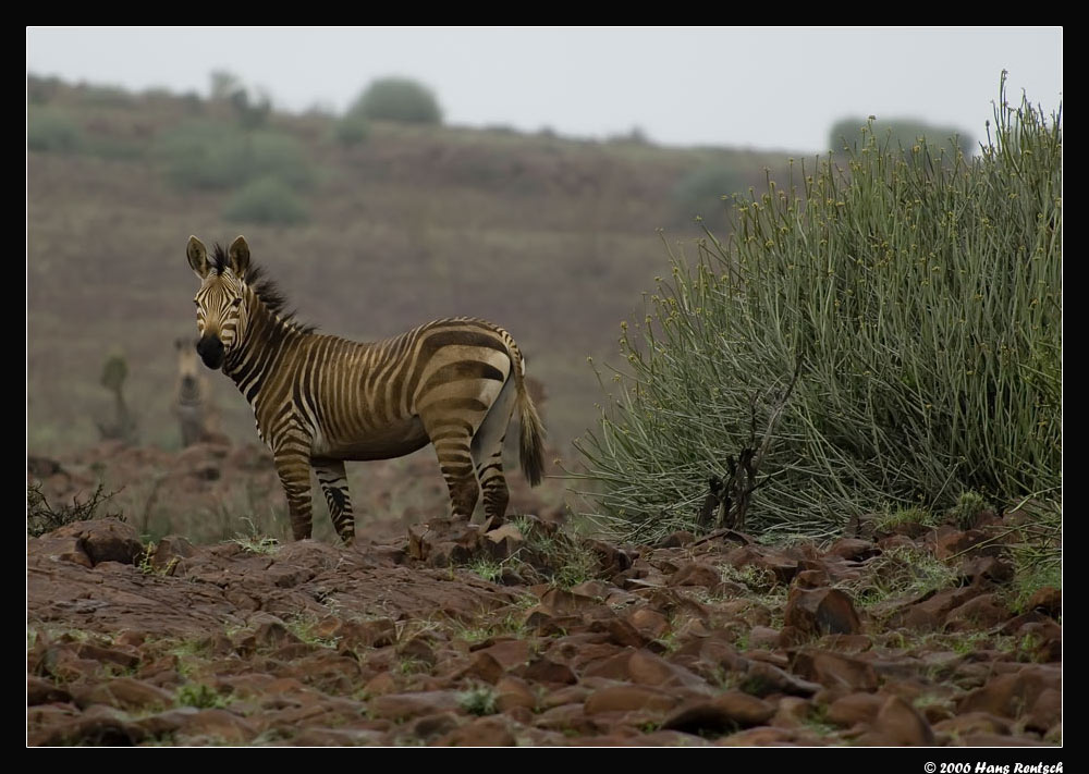 Zebra im Regen
Aufgenommen im Damaraland bei den bizarren Tafelbergen. Auf diesem Foto kommt schön zum Ausdruck wie die Tiere aussehen bei schlechtem Wetter :-)
Schlüsselwörter: Zebra, Namibia