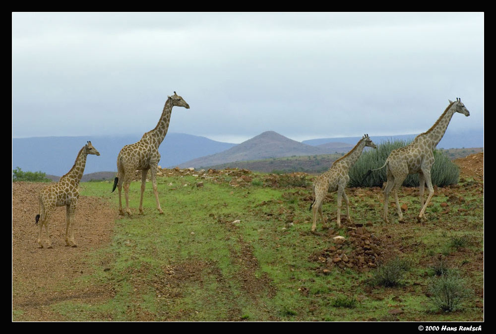 Giraffen im Damaraland Namibia und erst noch bei schlechtem Wetter
Schlüsselwörter: Giraffen, Namibia