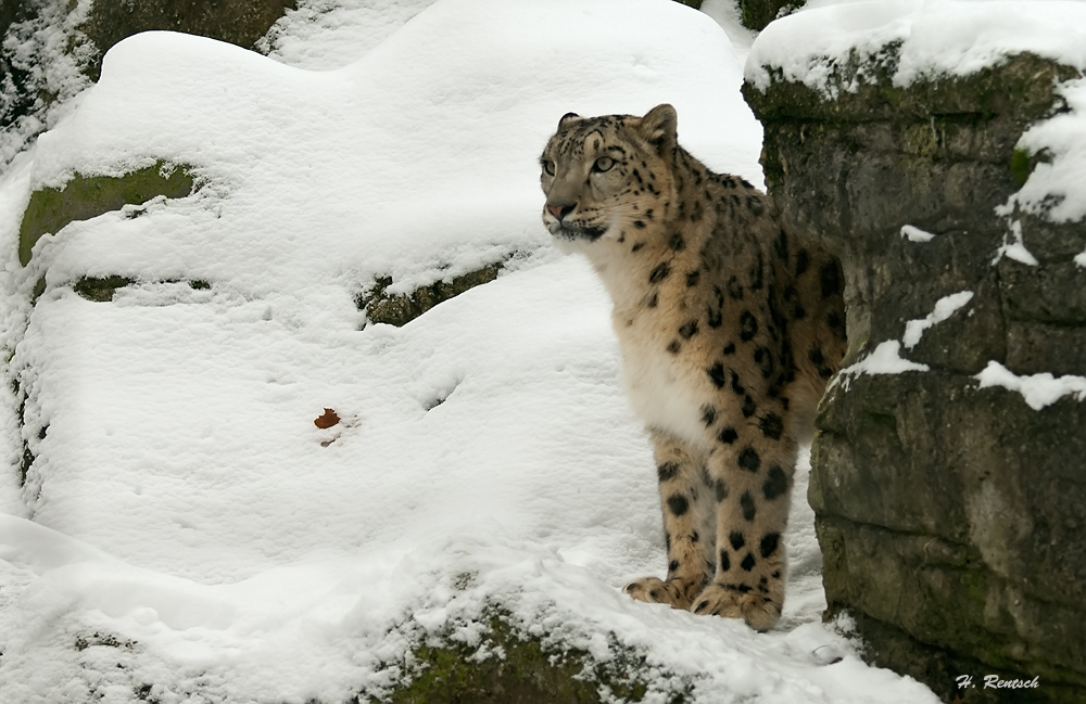 Schneeleopard
Schlüsselwörter: Schneeleopard, Basler Zoo