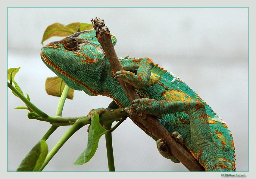 chamaeleon.jpg