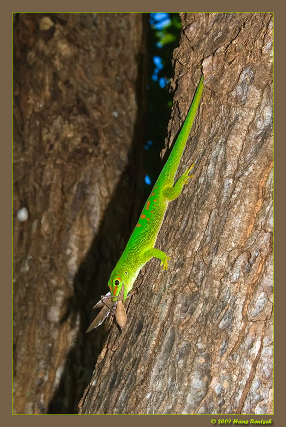 Der Taggecko hat sich das Mittagessen geholt
Bei einem kurzen Zwischenhalt in die Montagne d'Ambre Madagaskar konnte ich diese Aufnahme machen.
Schlüsselwörter: Taggecko, Madagaskar