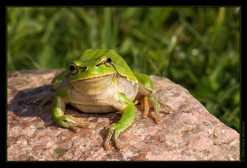 Laubfrosch
Schlüsselwörter: Laubfrosch, Polen Biebrza-Nationalpark Narew-Nationalpark Bialowieza-Urwald