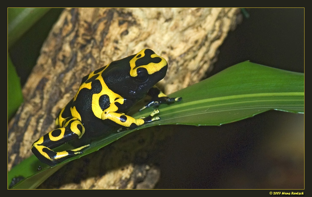 Gelbgebänderter Pfeilgiftfrosch
Dendrobates leucomelas
Schlüsselwörter: Pfeilgiftfrosch, Dendrobates leucomelas, Berliner Zoo
