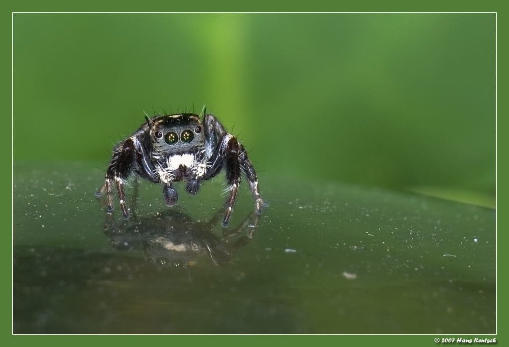 Springspinne
Moritz machte mich auf die Springspinnen aufmerksam..... Ich fand sie sogar auf einer Lampe :-)
Schlüsselwörter: Springspinne, Madagaskar