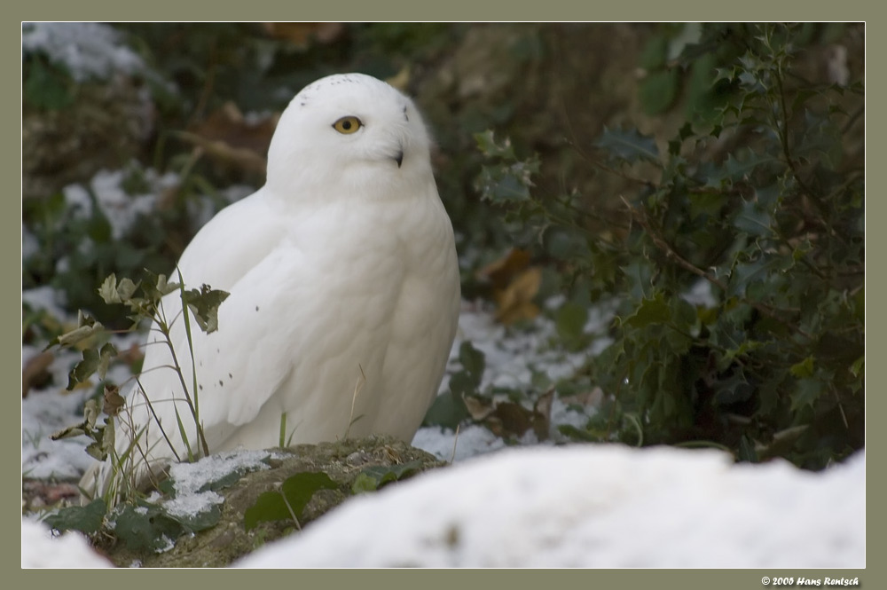 Schneeeule geniesst den Schnee
Die Schneeeulen haben ein grosszügiges Gehege bekommen im Basler-Zoo
Schlüsselwörter: Schneeeule; Basler-Zoo