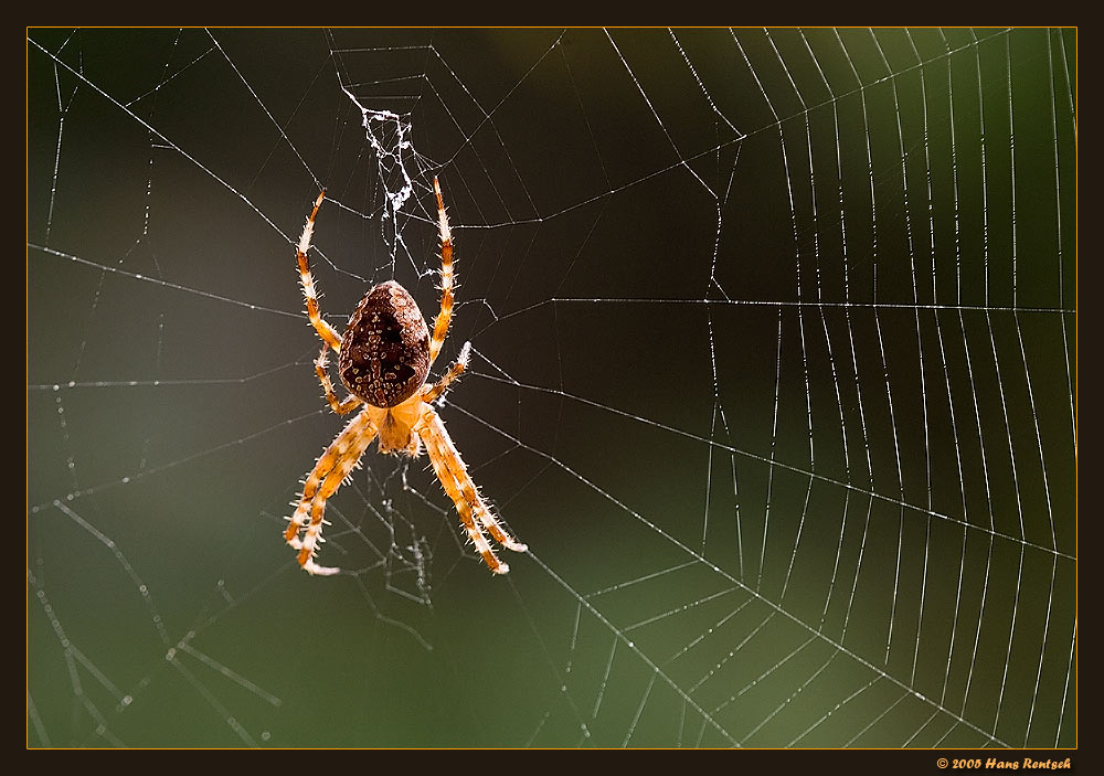 Spinne
Bei uns Zuhause aufgenommen
Schlüsselwörter: Spinne