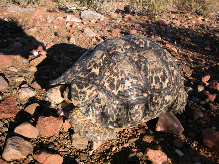 Geochelone pardalis
Schlüsselwörter: Geochelone pardalis,Südafrika,Prinz Albert
