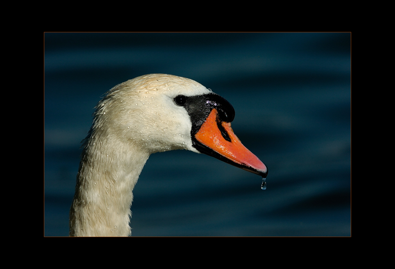 Höckerschwan - Edi Day
Zürichsee
Schlüsselwörter: Höckerschwan, Zürichsee, Cygnus olor, Mute Swan