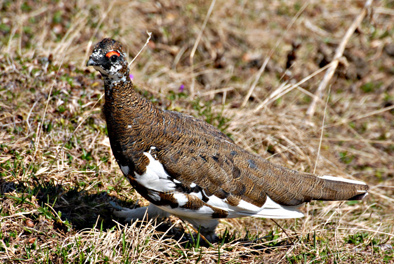 Alpenschneehuhn
Schlüsselwörter: Alpenschneehuhn,Sommerkleid,Raufusshühner,Fasanenartige,