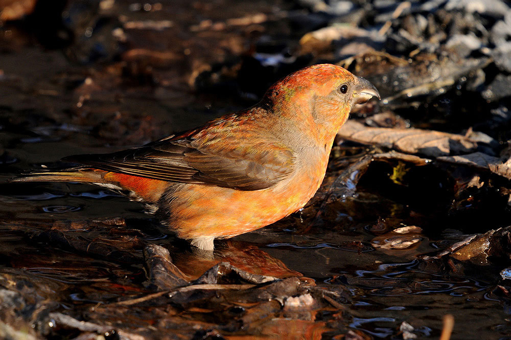 Fichtenkreuzschnabel
Beim Ueberlauf eines Brunnens kommen regelmässig Vögel zum Trinken und Baden.
Schlüsselwörter: Loxia curvirostra, Kreuzschnäbel, Stieglizartige, Finken, Sperlingsvögel, Singvögel,Wassertrinken,