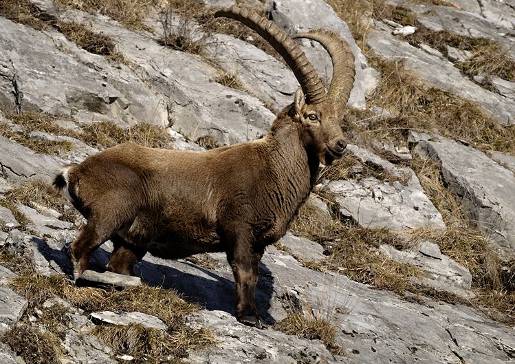 Steinbock
Bis auf ca. 5 Meter ist  er an mich herangekommen. 

