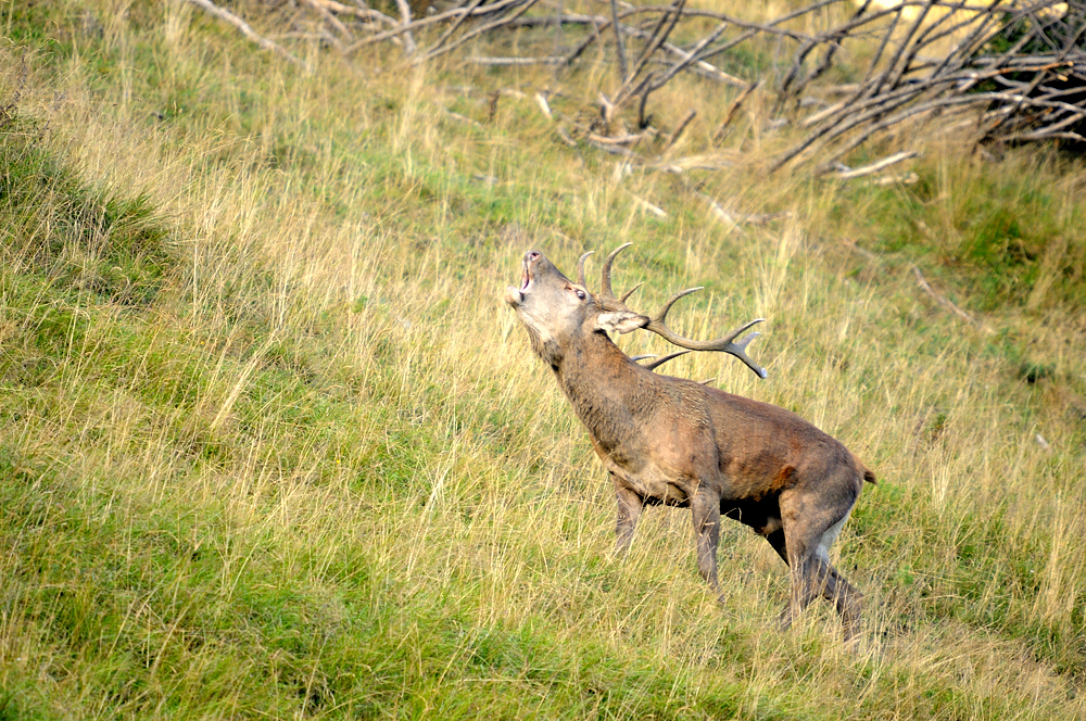 Brunfthirsch
Röhrend versucht ein Beihirsch einige Hirschtiere in seine Nähe zu locken.
Schlüsselwörter: Rothirsch,Brunfthirsch,Hirsch,Brunft,röhren,