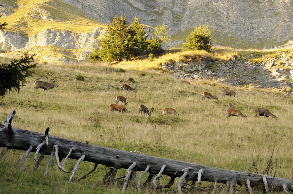 Rothirsch mit Rudel
Tatsächlich schafft er es einige Tiere vom Platzhirsch wegzulocken.
Schlüsselwörter: Rothirsch,Brunfthirsch,Hirsch,Brunft,röhren,Rudel ,Hirschkühe,Brunftrudel,