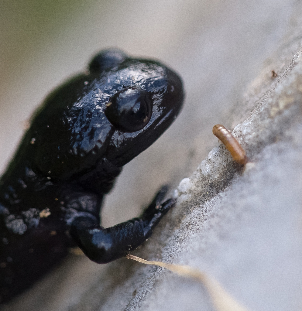 Alpensalamander trifft Tausendfuessler
