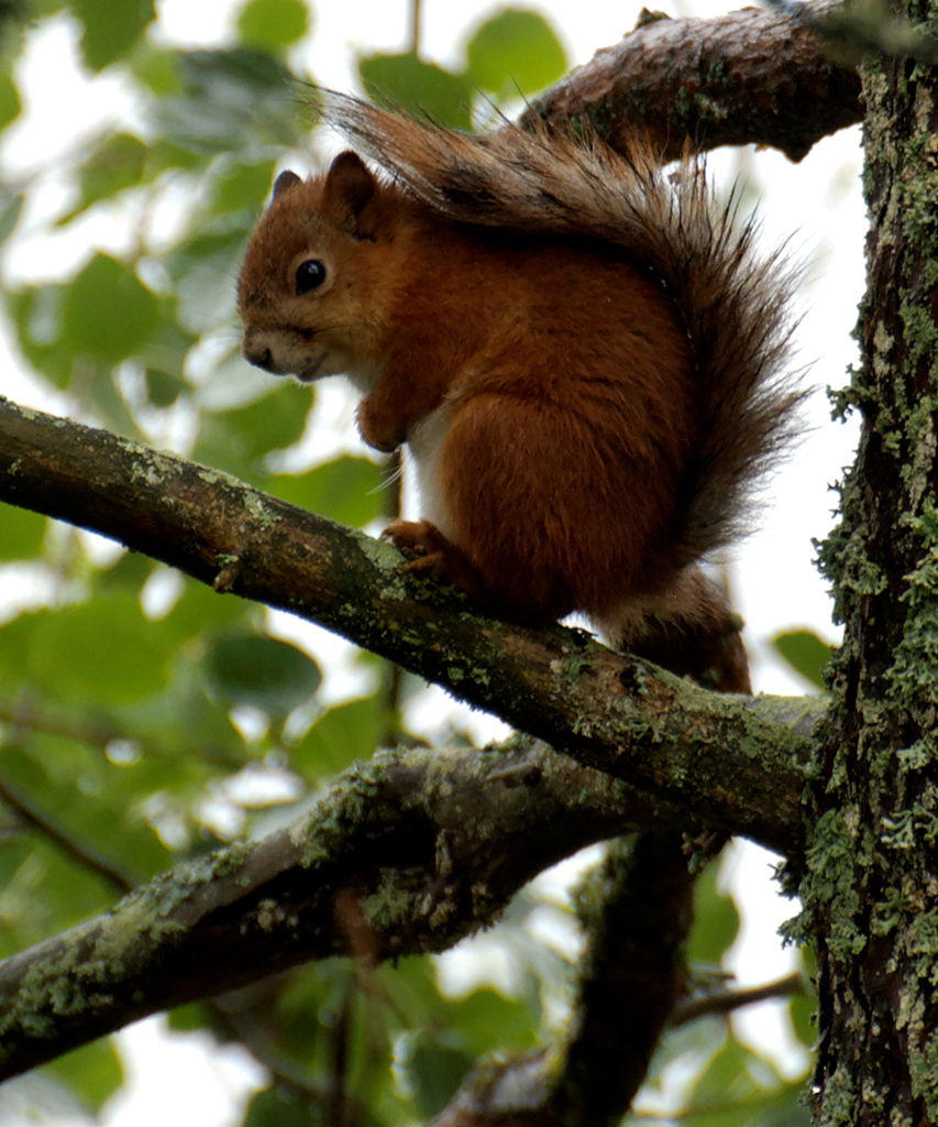 Eichhörnchen

