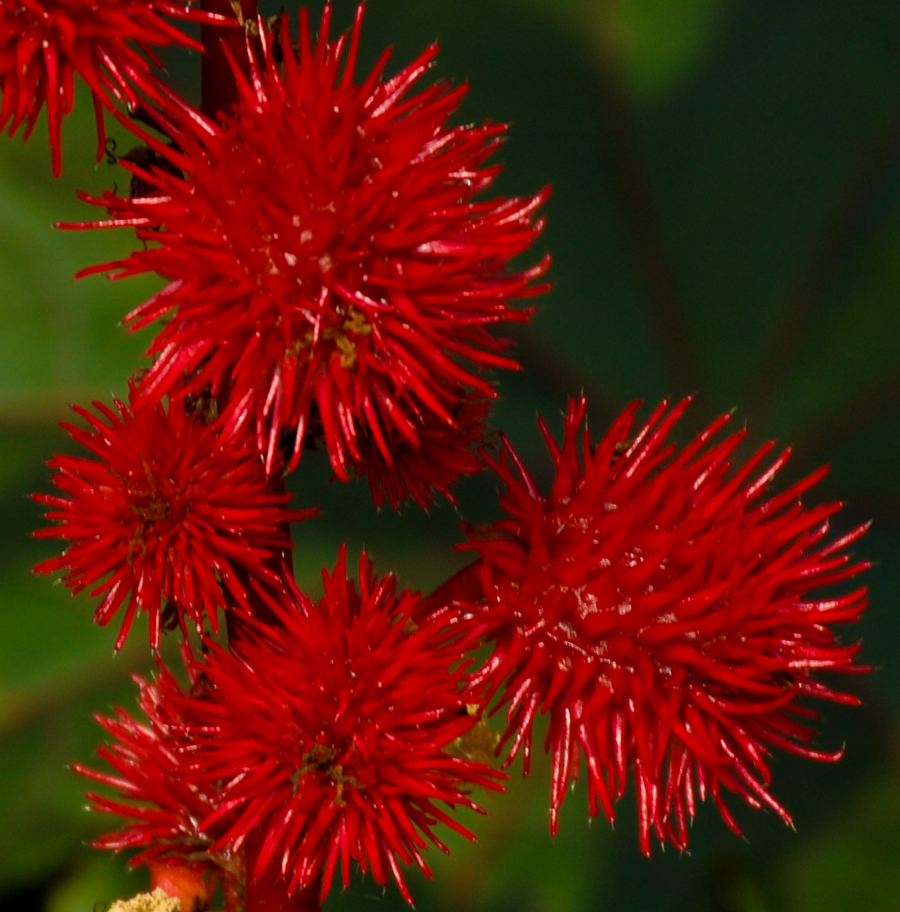 Ricinus Fruchtstand
Die häufigste einheimische Schildzeckenart (Ixodes ricinus) hat ihren Namen aufgrund der Ähnlichkeit des Weibchens nach einer Blutmahlzeit mit den Ricinussamen (oder umgekehrt). Pro Fruchtstand finden sich 4-6 Samen.
Schlüsselwörter: Ricinus, Zecke
