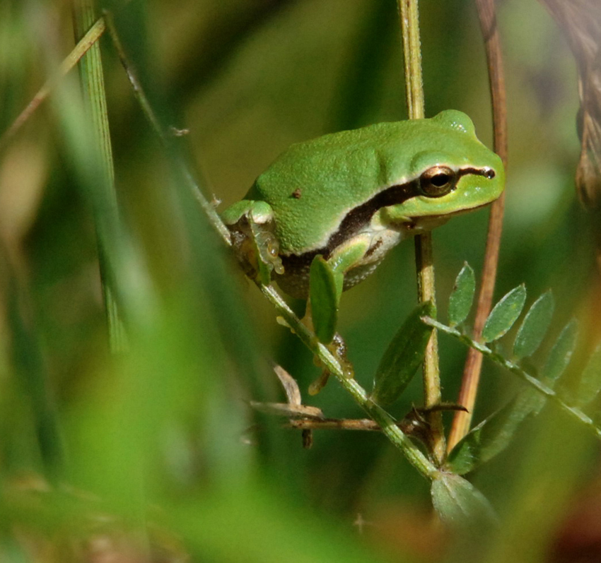 Laubfrosch
