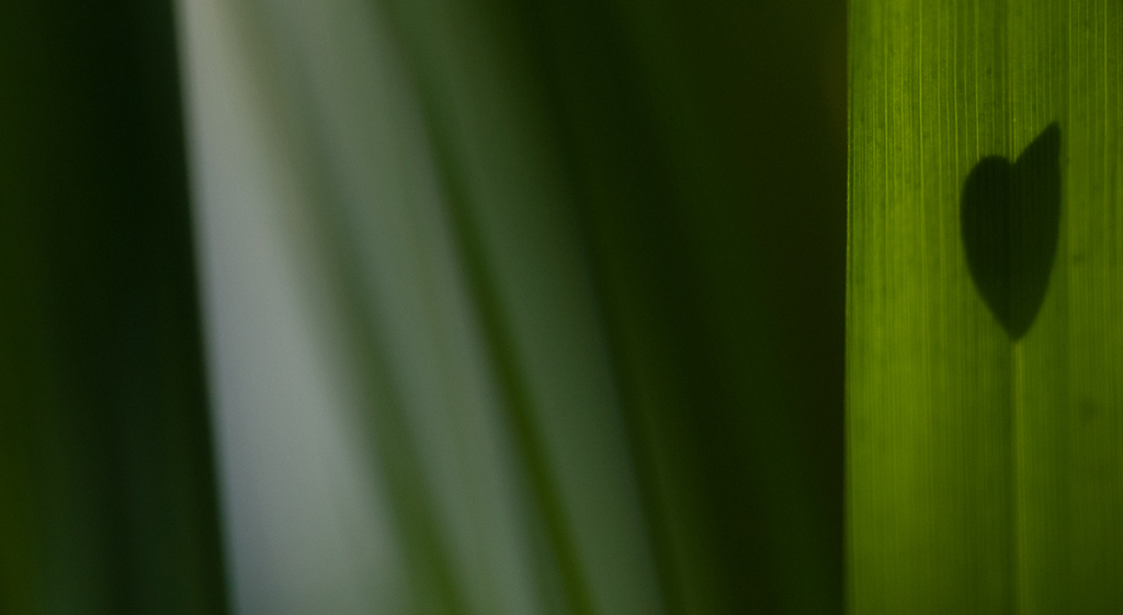 Herzschnecke
