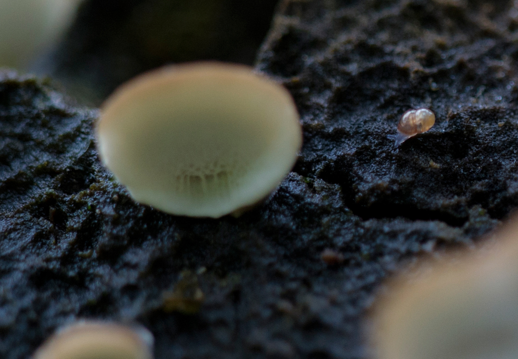 Schnecke
