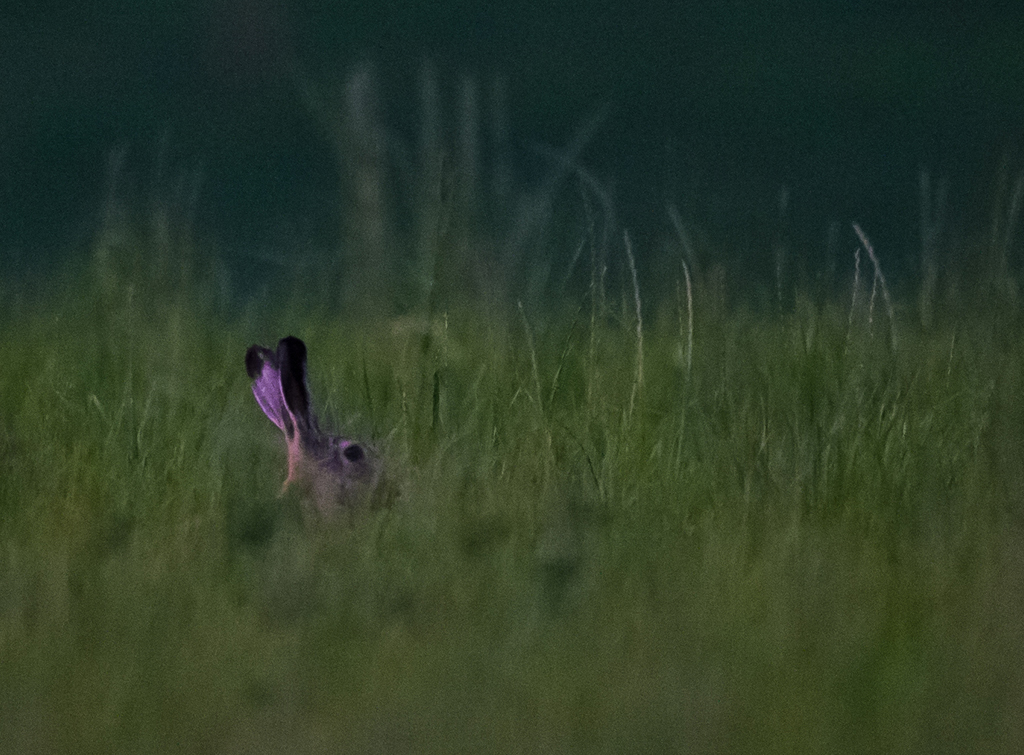 Feldhase
Schlüsselwörter: Feldhase, Hase, 