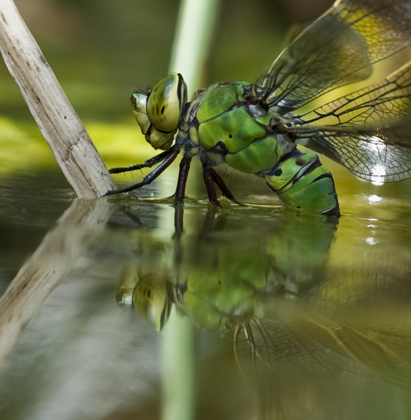 Königslibelle bei Eiablage
Weibliche Königslibelle: Thorax einfarbig grün, ohne Antehumeralstreifen und Seitenbinden. Lebenraum sind stehende Gewässer, vor allem pflanzenreiche Teiche und Tümpel. Die Weibchen setzen sich zur Eiablage meistens entfernt vom Ufer auf schwimmende Pflanzenteile.
Für die Bestimmung Dank an Manfred und Moritz.
Schlüsselwörter: Libelle, Eiablage