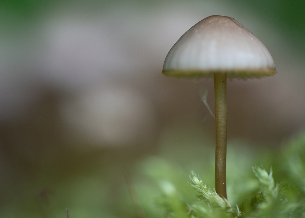 "Ein Männlein steht im Walde... "
