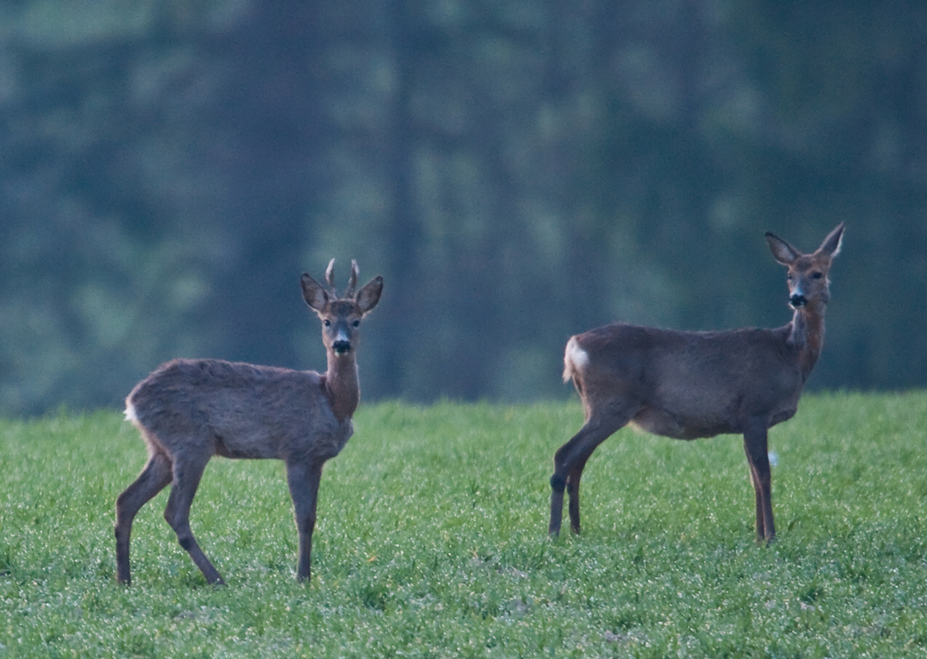 Rehe - Er&Sie
Vgl. Kommentar zum ersten Bild der Serie
Schlüsselwörter: Reh