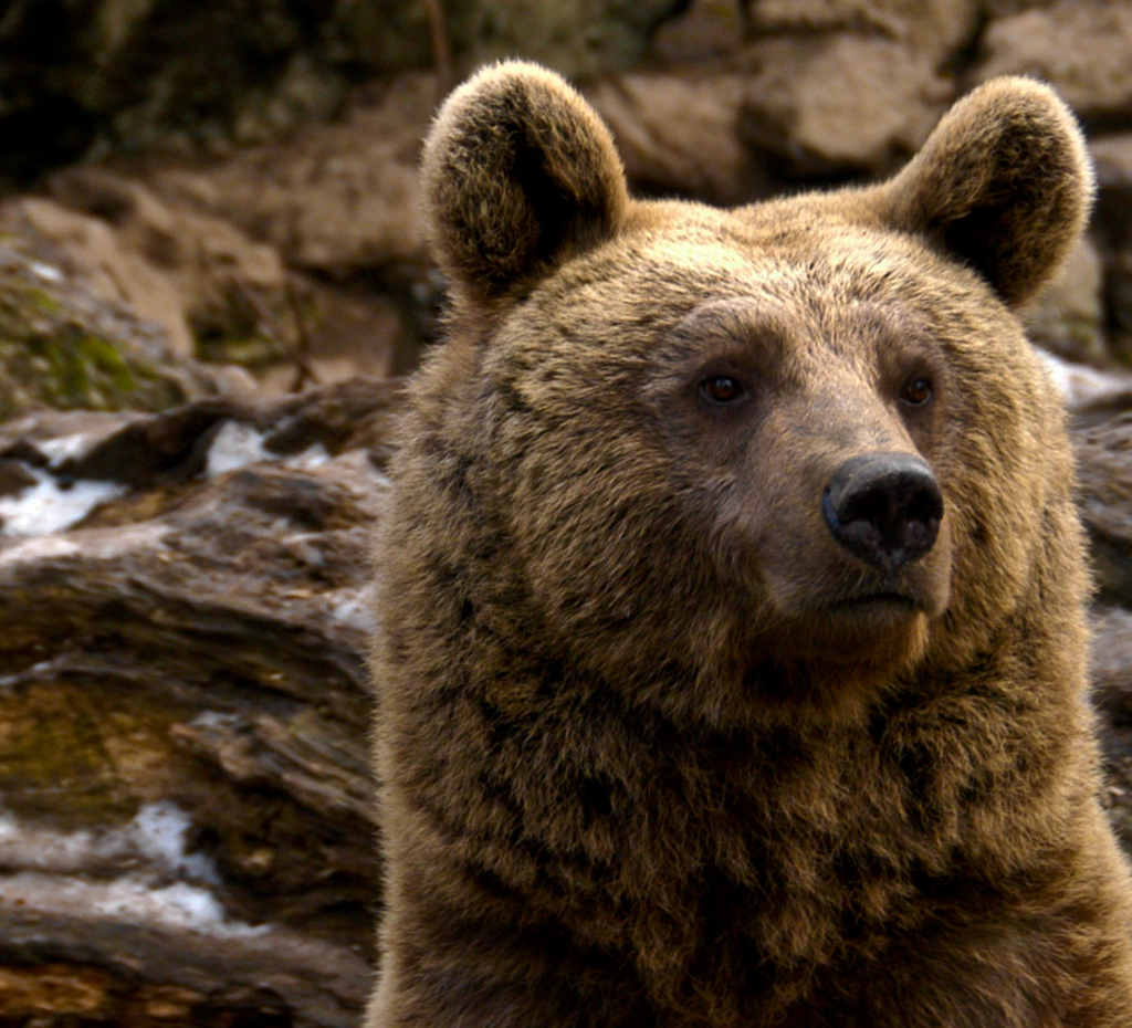 Braunbaer im Goldauer Zoo
