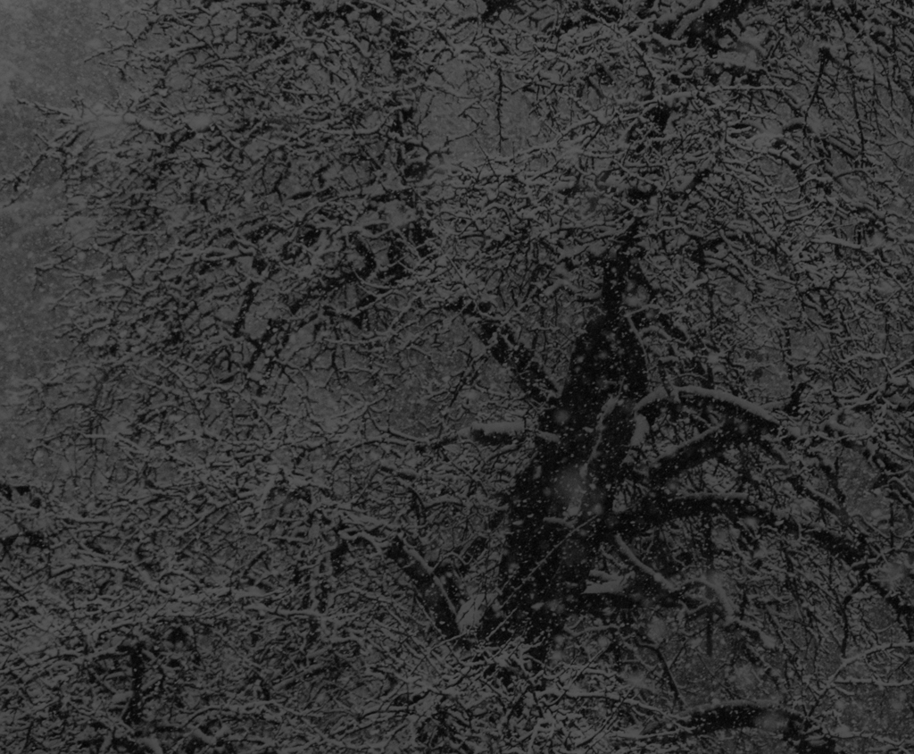 Baum im Winter
